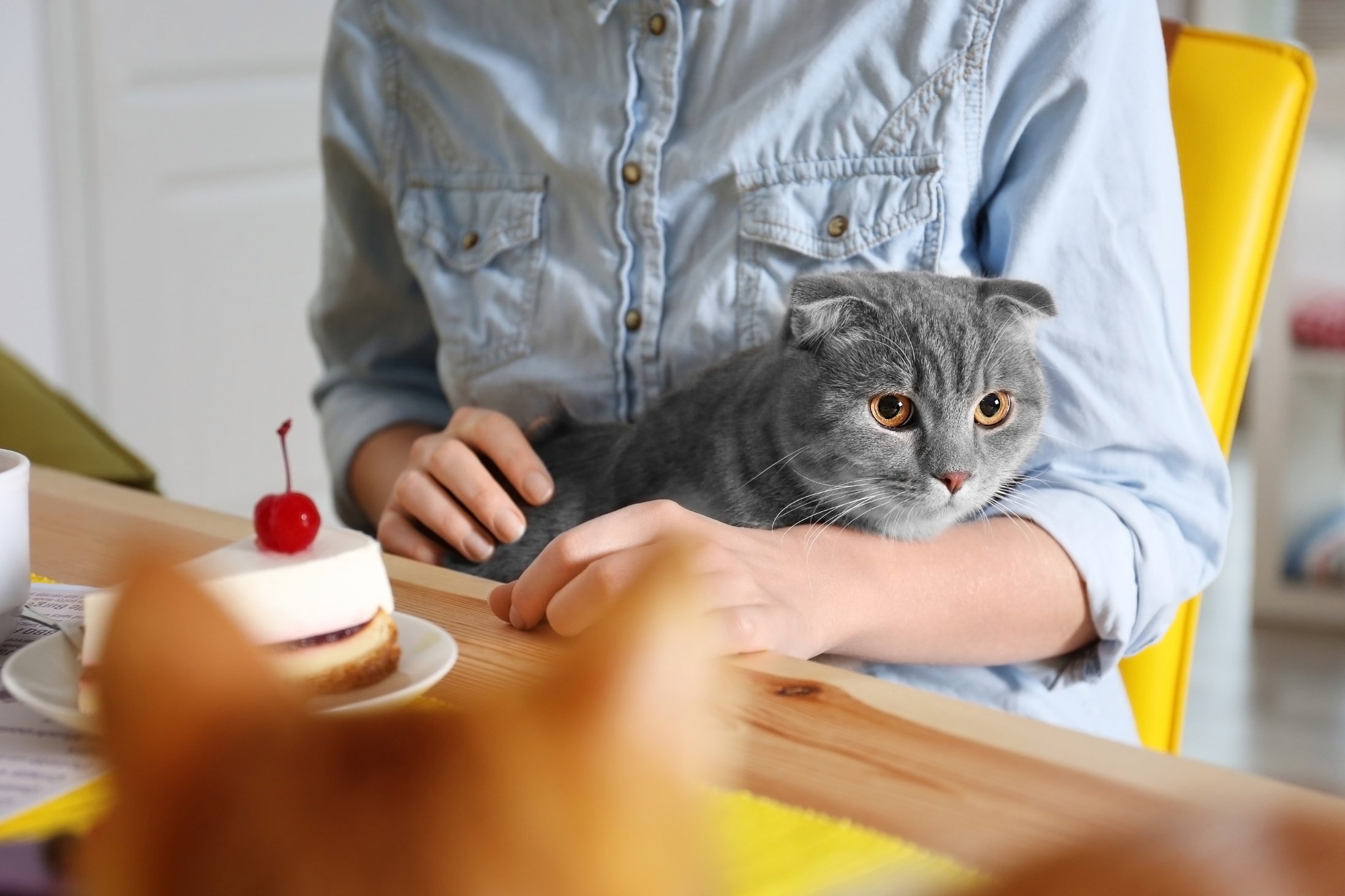 Person Sitting at Table in Cat Cafe